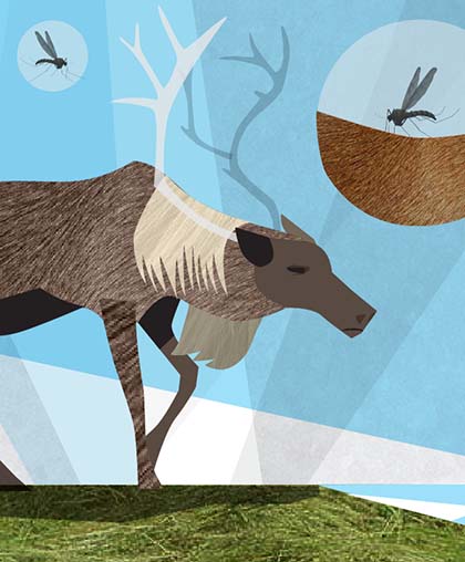 Collaged illustration of a caribou being swarmed by mosquitos.