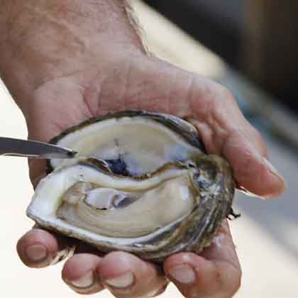 Photograph of a hand pointing with a knife to an open mollusk.